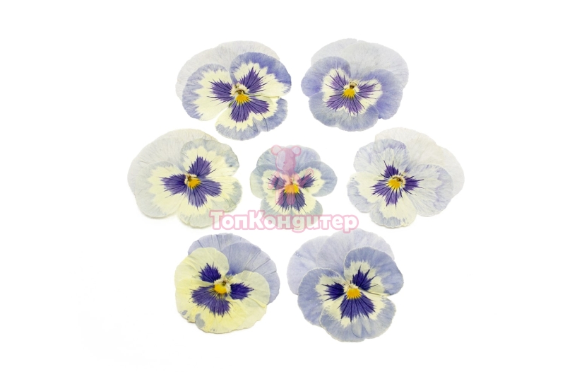Виола обезвоженная " Ледяная сказка" плоская 20 шт