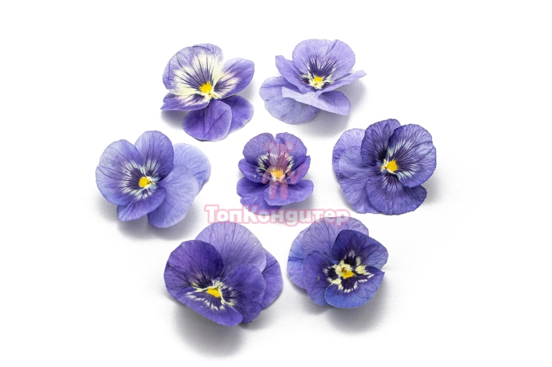 Виола обезвоженная "Ночная ледяная сказка" объемная 15 шт